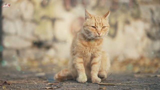 Healing music for stressed cats?Calming Music for Anxious Cats: Sooting Sounds for Deep Sleep смотреть онлайн