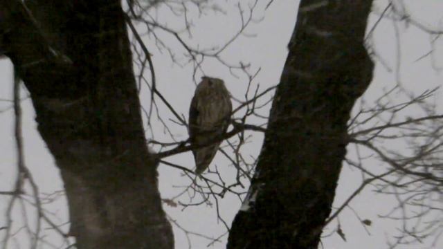 Москва 2016. Зимняя Сова в Александровском саду смотреть онлайн