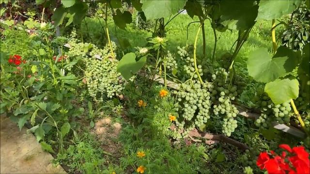 Маленький виноградник в городе Обнинск. Ролик снят в память о моём брате Сергее Жилине. смотреть онлайн