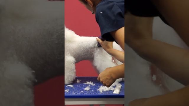 ГРУМИНГ / РАБОТА НАСАДКАМИ / БИШОН ФРИЗЕ / GROOM SCHOOL