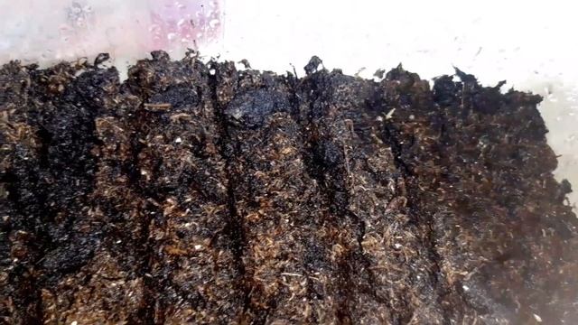 Хризантелла. Посев