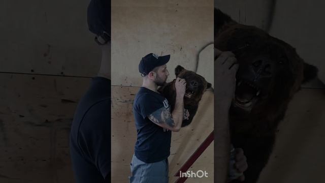 Процесс работы над трофейными головами бурого медведя. смотреть онлайн