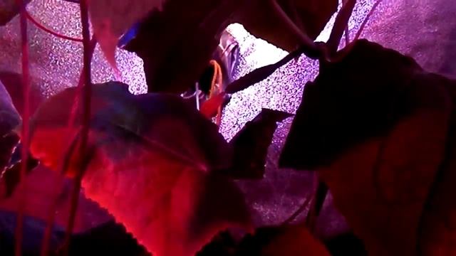 Огурцы 4 сорта на органике смотреть онлайн