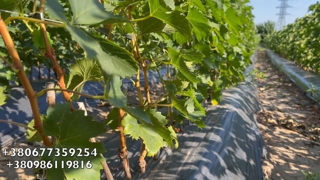 ?ПРОДАЖА САЖЕНЦЕВ И ЧЕРЕНКОВ ВИНОГРАДА. КАТАЛОГ 2021 смотреть онлайн