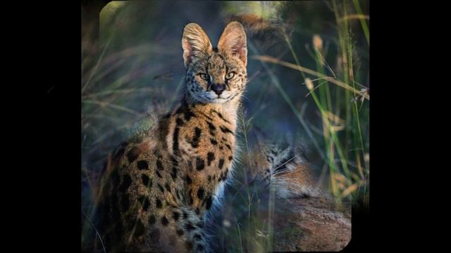 кто ты из семейства кошачьих по знаку зодиака смотреть онлайн