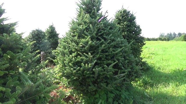 Пихта Фразера (срезанная новогодняя пихта)  22226