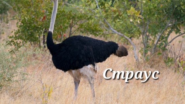 УЧИМ НАЗВАНИЕ ПТИЦ, 1-3 ГОДИКА, ДЛЯ МАЛЫШЕЙ смотреть онлайн