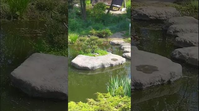 поселились на участке #ландшафтныйдизайн #дача #garden смотреть онлайн