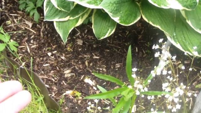 В гостях у Ольги Фео! Решаем, что посадить около водоема! смотреть онлайн