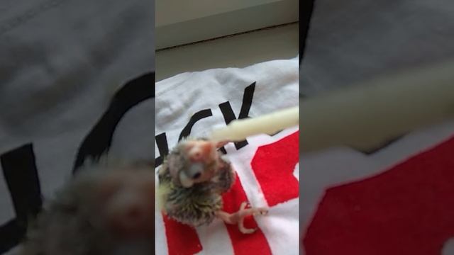 Корелла птенец рахит как бороться смотреть онлайн