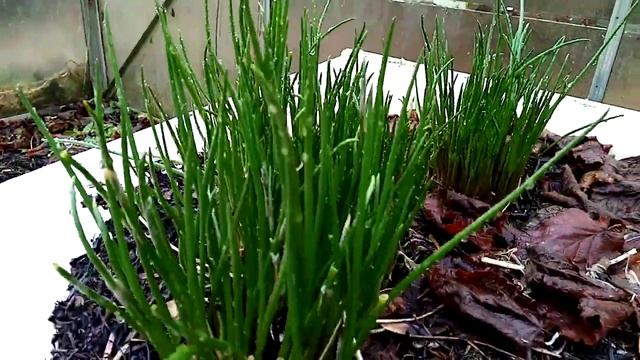 Bokashi im Thermokomposter смотреть онлайн