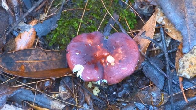 Mount Keira fungi смотреть онлайн