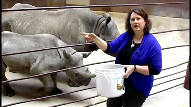 Great Plains Zoo Eastern Black Rhinos смотреть онлайн