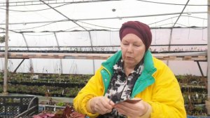 Бегония декоративно лиственная размножение листом