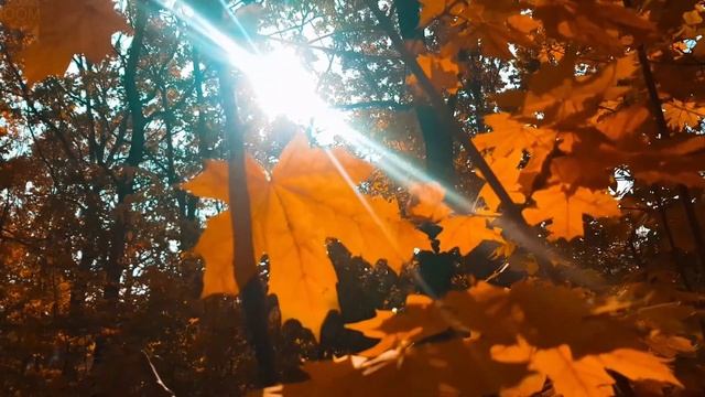 Нарисуй мне осень смотреть онлайн