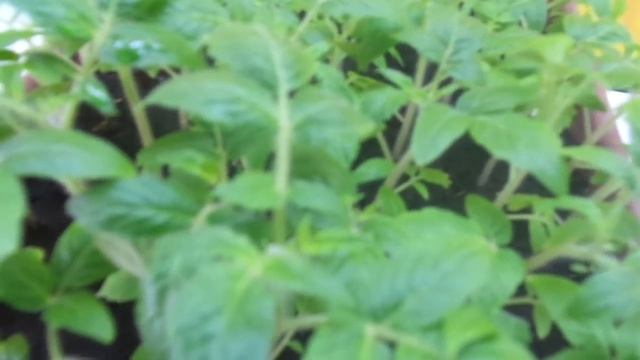 ЕЩЕ ОДИН СИБИРСКИЙ СОРТ, РАССАДА КОТОРОГО НЕ ВЫТЯГИВАЕТСЯ. Ольга Чернова. смотреть онлайн