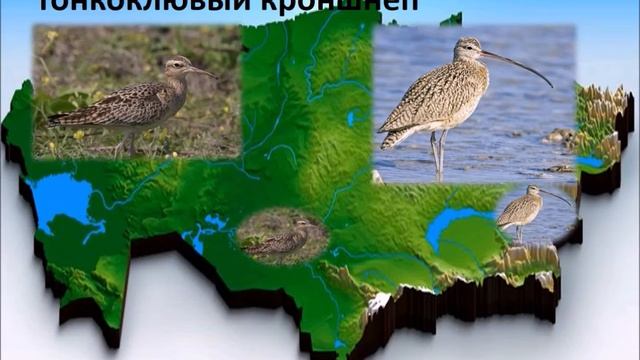 Редкие птицы Казахстана смотреть онлайн