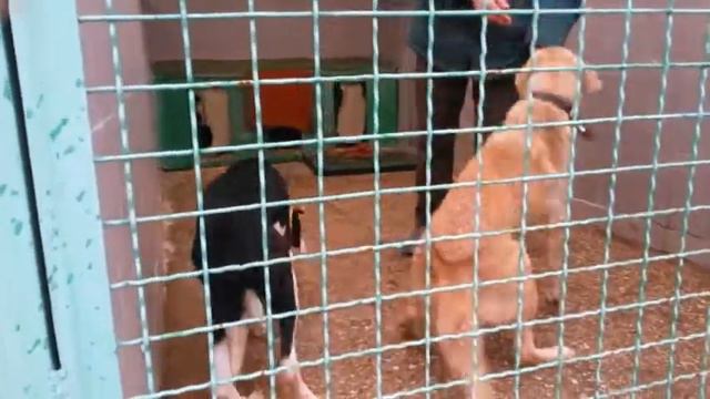 Собака не доверяет рукам смотреть онлайн