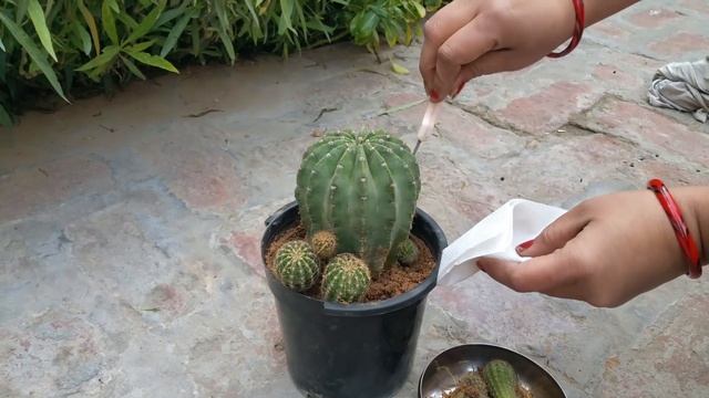 Cactus (echinopsis oxygona) care/How to grow cactus fast and fat смотреть онлайн