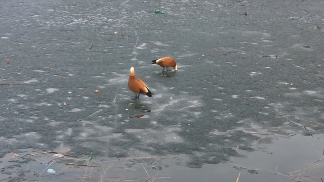 Огарь. Рыжие утки в Москве смотреть онлайн