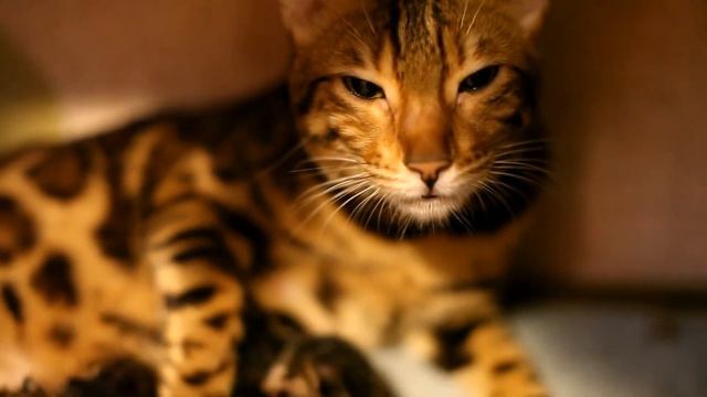 Принцесса. Бенгальские котята. смотреть онлайн