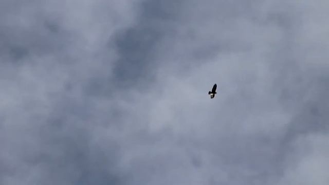 Зимняк или канюк мохноногий. Buteo lagopus.Птицы Беларуси. смотреть онлайн