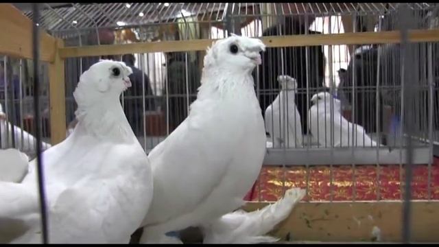 ВЫСТАВКА ГОЛУБЕИ Г.ШЫМКЕНТ 2018 PIGEONS / TAUBE #Gulsarino
