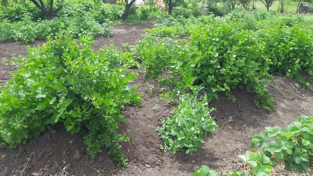 Ранние сорта клубники Розанна, Русановка смотреть онлайн