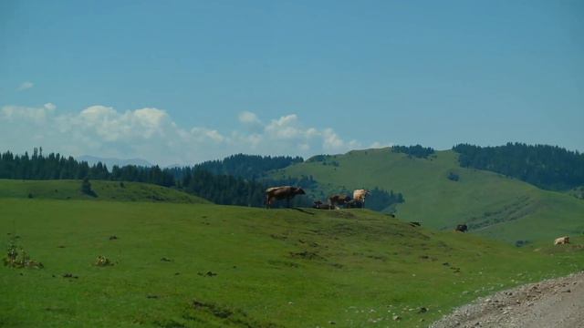 Дорога на Иссык-Куль через Кегень на новом Subaru Forester #Subaru #forester