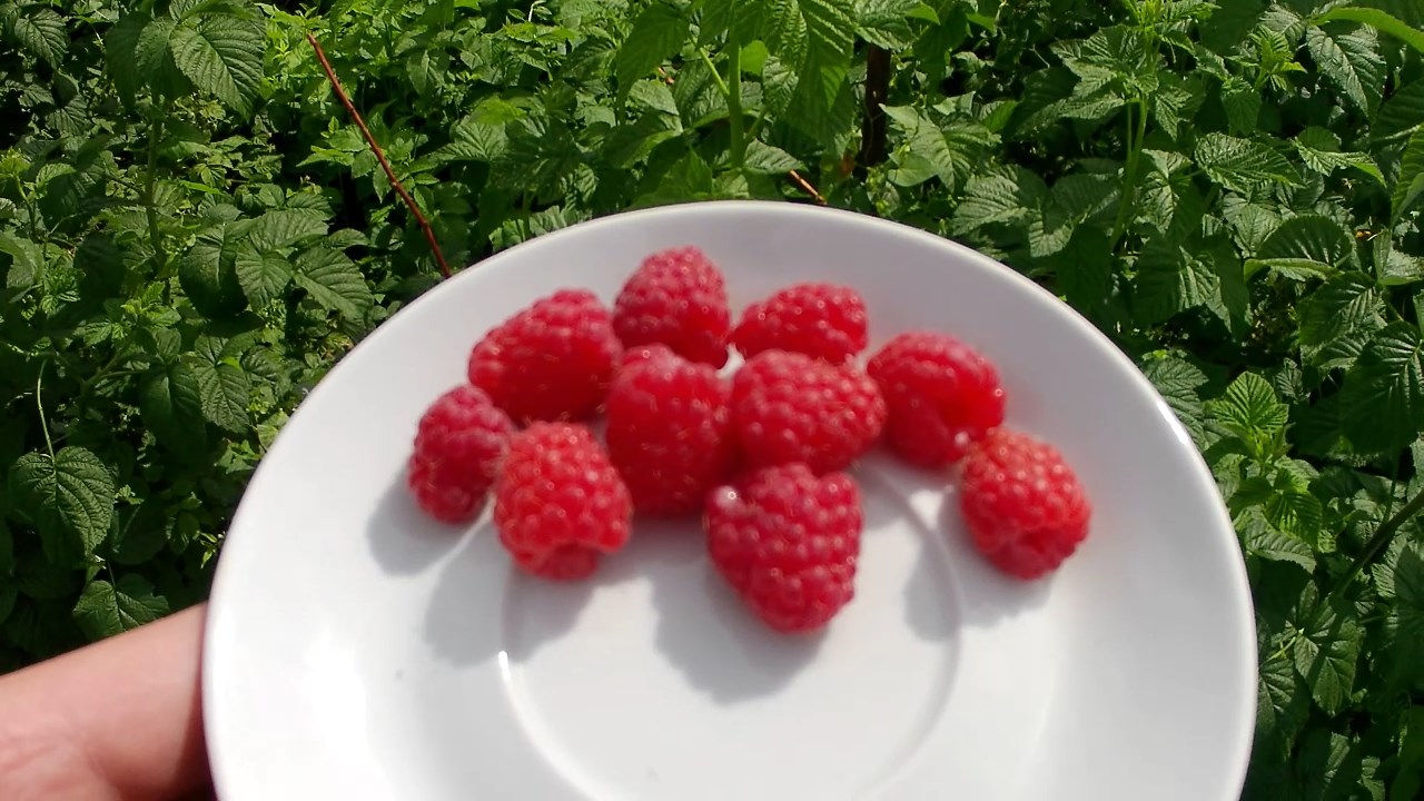 Выращивание малины на участке. Первые ягоды в сезоне 2022. Малина на агроволокне смотреть онлайн