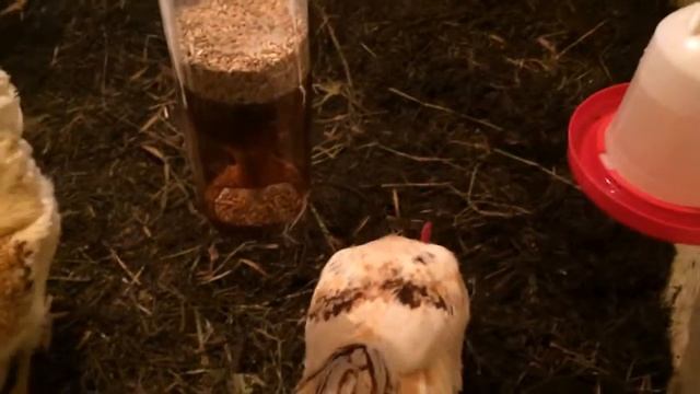 301 * ГОД ПЕТУХА, ДО СВИДАНИЯ!))) смотреть онлайн