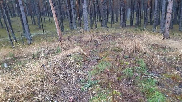 СТРОЧКИ ПОШЛИ ! Первые гигасы ура ! Грибы 2021 !