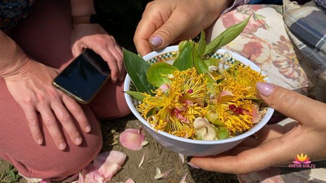 Персиково-розовый пион TRIPHENA PARKIN / Сад Ворошиловой смотреть онлайн