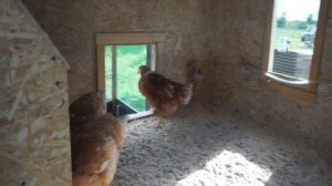 Курятник на 10 кур несушек