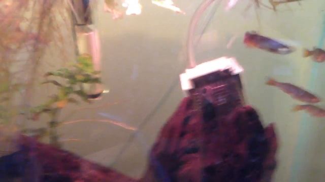 Species Profile # 16: The Pearl Danio (Danio Albolineatus)