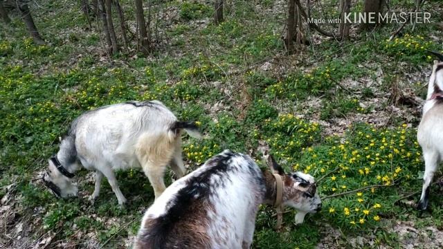 Какие породы коз в нашем хозяйстве? смотреть онлайн