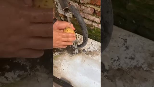 Кубанский картофель ? сорт Коломбо +79284244490 смотреть онлайн