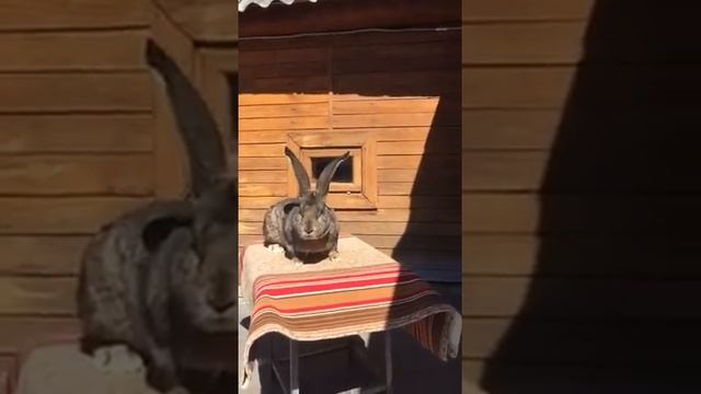 Кролики немецкий великан, Ризен из Европы смотреть онлайн