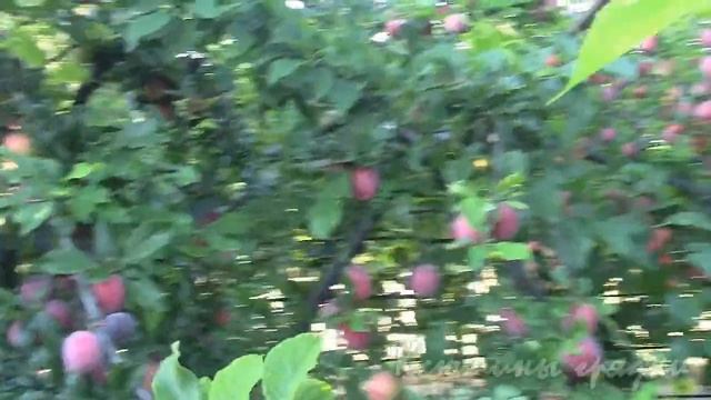 Алыча КУБАНСКАЯ КОМЕТА