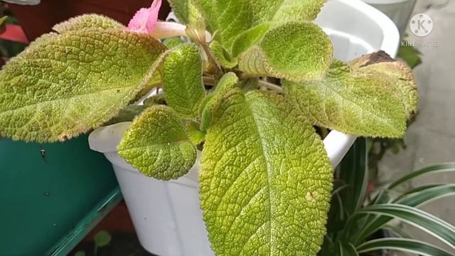 Episcia in Bloom смотреть онлайн