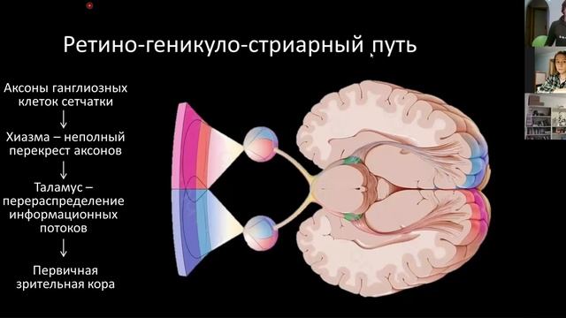 Нейробиология. Лекция 7. Зрение смотреть онлайн