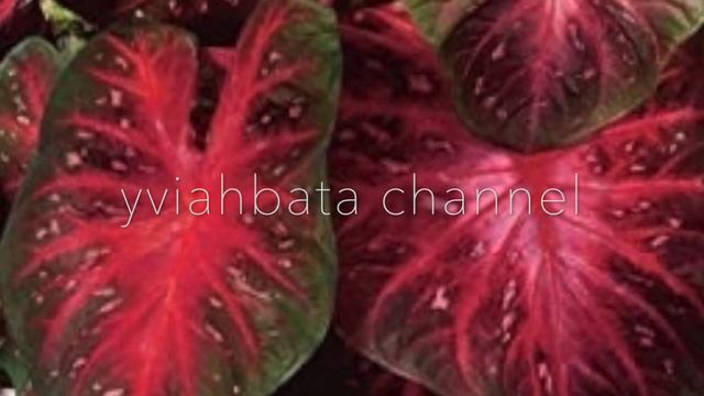 CALADIUM types, Caladium Plant Varieties смотреть онлайн