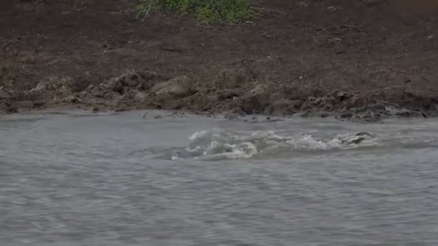 Гепард самое быстрое животное на планете смотреть онлайн