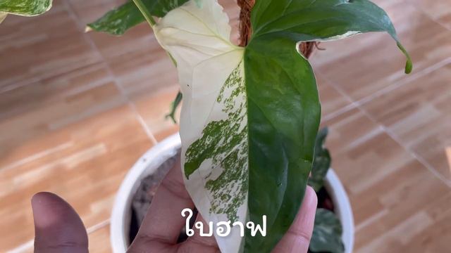 รีวิวพาชม เงินไหลมาด่างขาว สร้างรายได้จากหลักร้อยสู่หลักพัน #พาชมเงินไหลมา (Syngonium podophyllum) смотреть онлайн