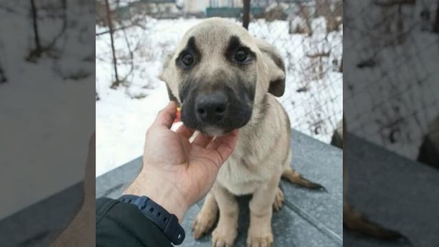 Очень грустное видео.Смотреть всем!((? смотреть онлайн