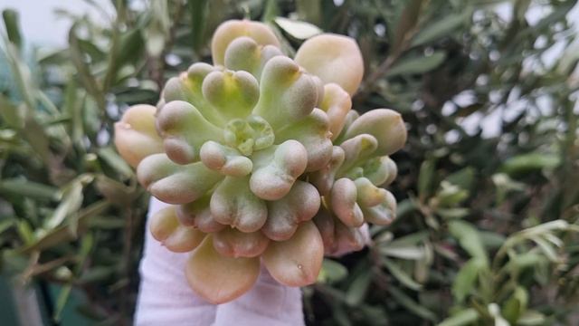 Echeveria Bill Gates смотреть онлайн