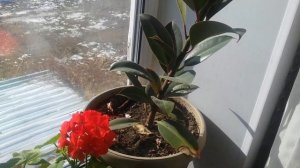 Герань (пеларгония) на подоконнике