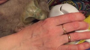 Сцеживаем молоко у кошки после того как разобрали котят,чтобы не было мастита