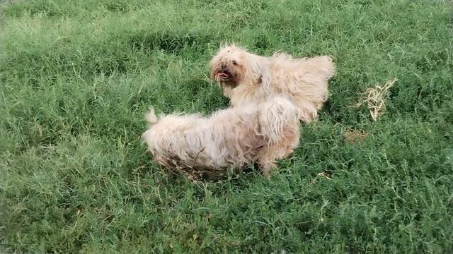 Русские цветные болонки Граалис Масяня и Нейтрино