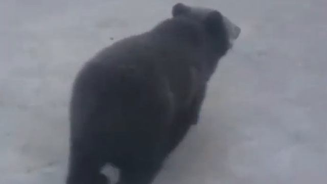 алабай против медведя, жёстко и жестоко смотреть онлайн